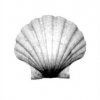 Cynthias_ Shell